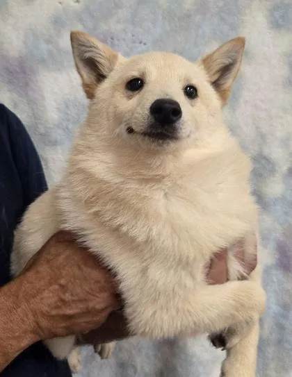 A baby small-sized male Schipperke dog named Scooby for adoption in Malvern, PA