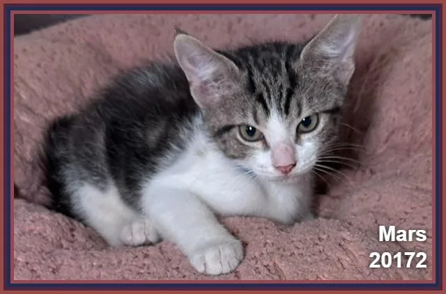 A baby medium-sized male Tabby (Gray / Blue / Silver) Domestic Short Hair cat named Mars for adoption in Marietta, GA