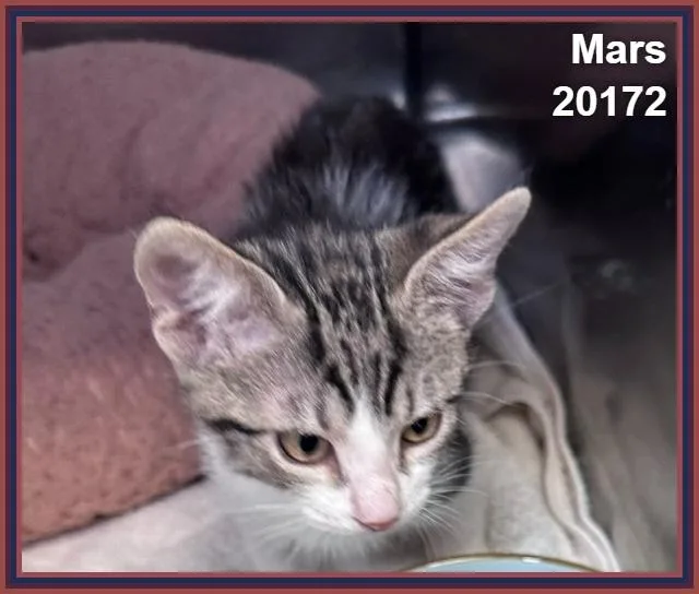 Mars thumbnail 3