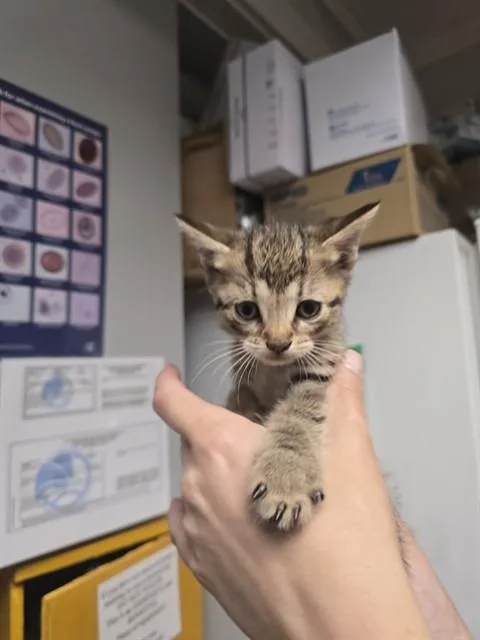 A baby small-sized female Domestic Short Hair cat named Danish for adoption in Easton, MD
