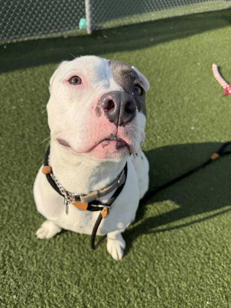 A young large-sized male White / Cream Pit Bull Terrier dog named Munster for adoption in Cleveland, OH
