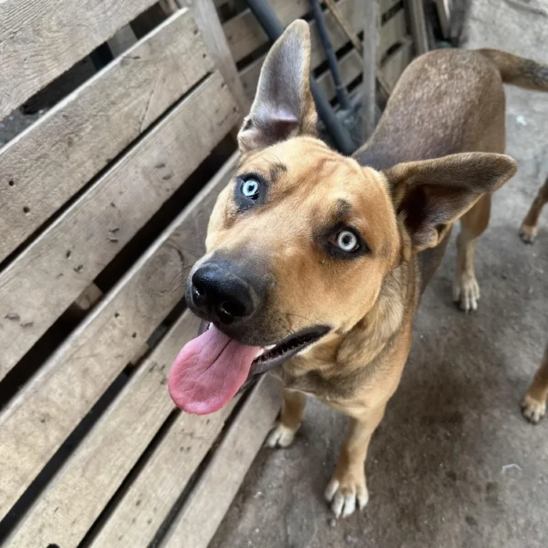 An adult large-sized male Yellow / Tan / Blond / Fawn Husky dog named Sinatra for adoption in Bend, OR