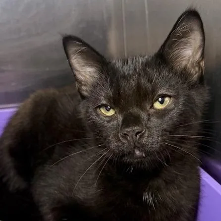 A baby small-sized male Domestic Short Hair cat named Ian Hunter for adoption in Los Angeles, CA