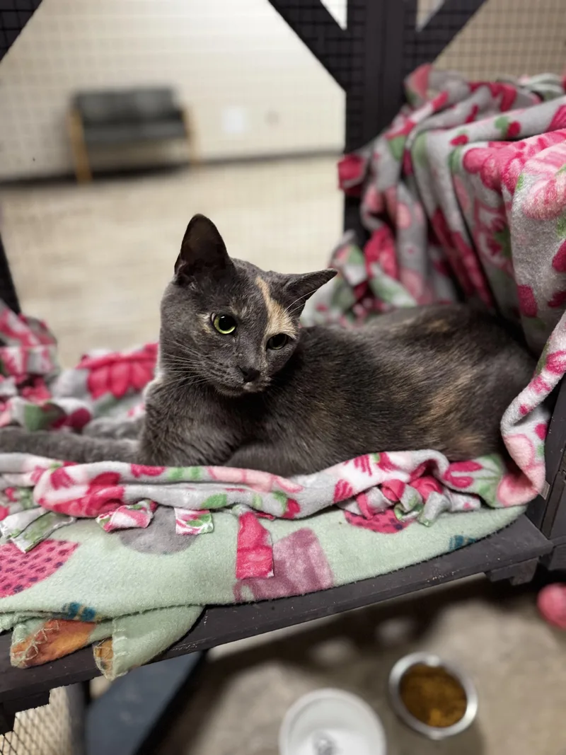 An adult medium-sized female Dilute Calico Domestic Short Hair cat named Sunny for adoption in Dodgeville, WI