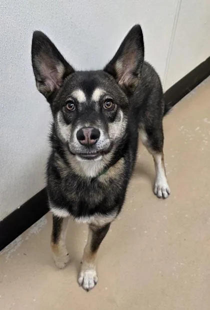 A young large-sized female German Shepherd Dog dog named Julietta for adoption in Phoenix, AZ