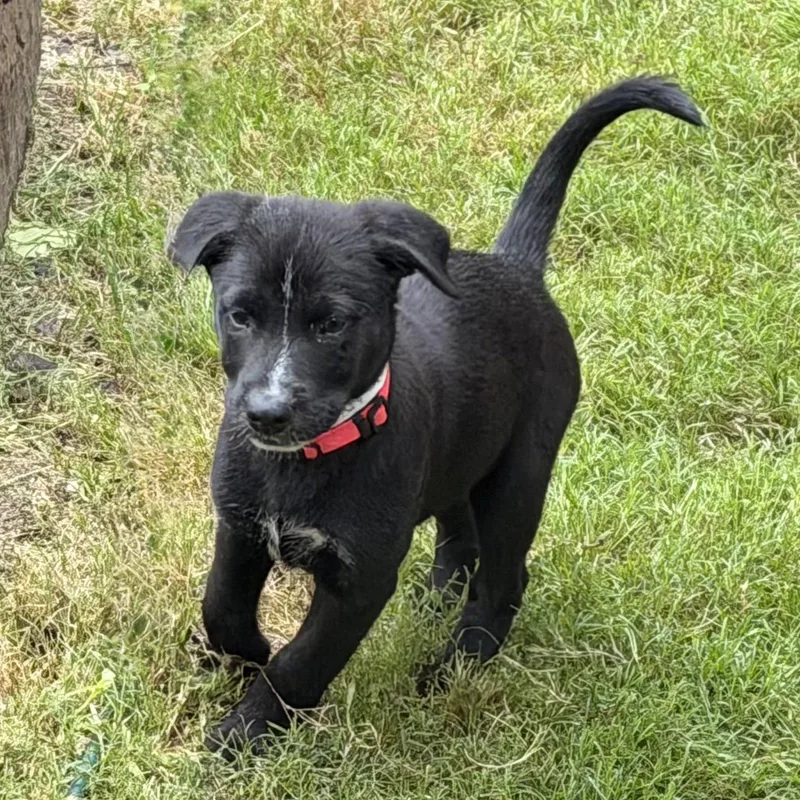 A baby large-sized female Labrador Retriever dog named Freya Valley for adoption in Fort Worth, TX