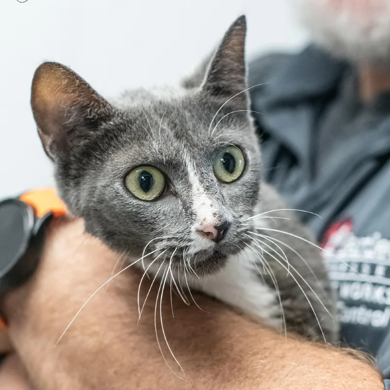 An adult medium-sized female Domestic Short Hair cat named Sweet Pea for adoption in Bartlett, TN