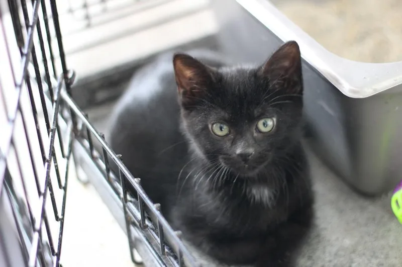 A baby small-sized male Domestic Short Hair cat named Jimi for adoption in Rockford, IL