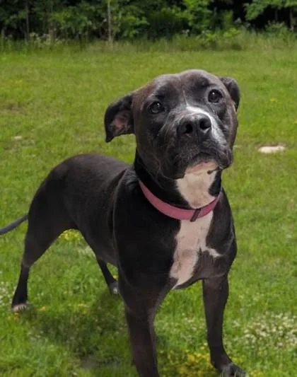 An adult medium-sized female Pit Bull Terrier dog named Mace for adoption in Baraboo, WI