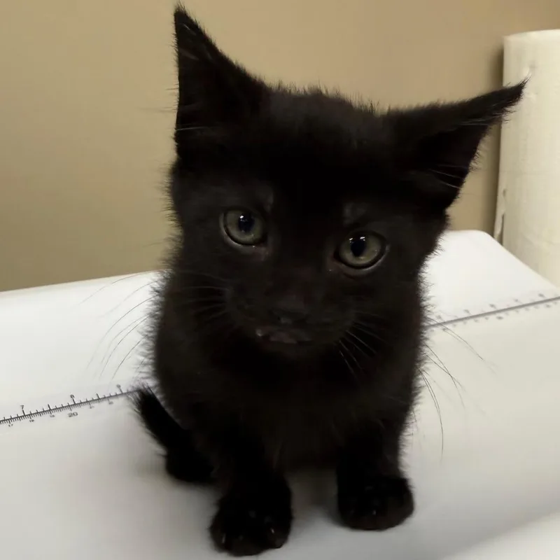 A baby small-sized female Black Domestic Short Hair cat named Ani for adoption in Birmingham, AL
