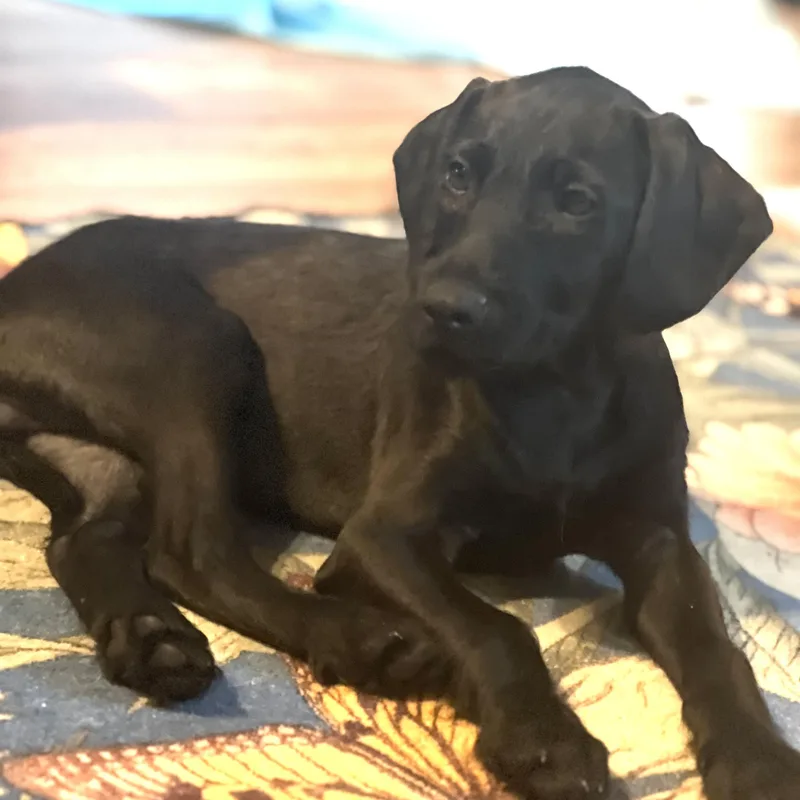 A baby medium-sized male Black Labrador Retriever dog named Peanut Brittle for adoption in Andover, MA