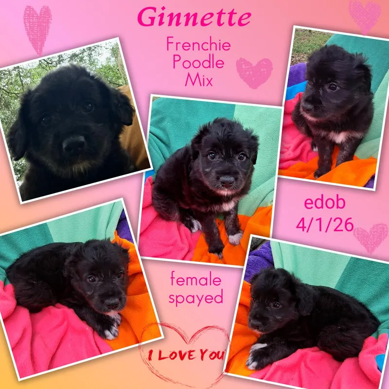 Ginnette MVT thumbnail 2