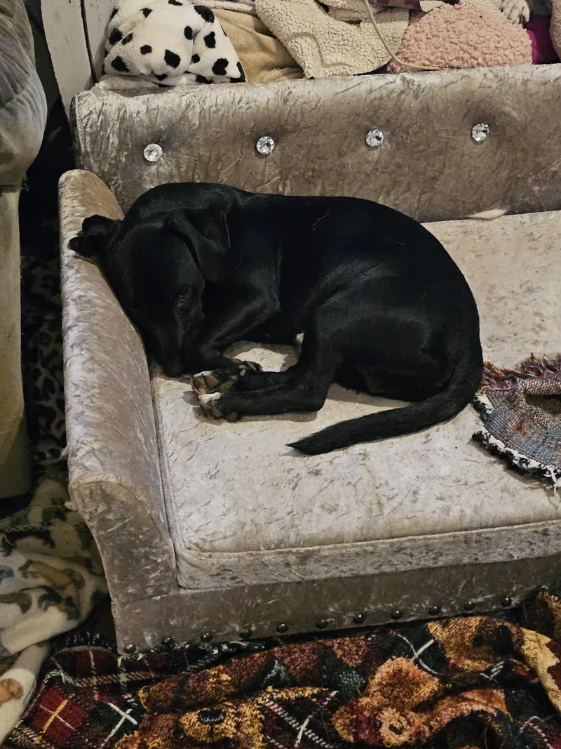 Cooper D thumbnail 2