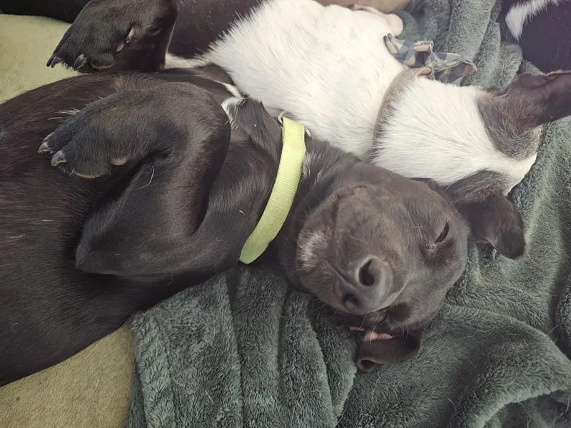 Cooper D thumbnail 4