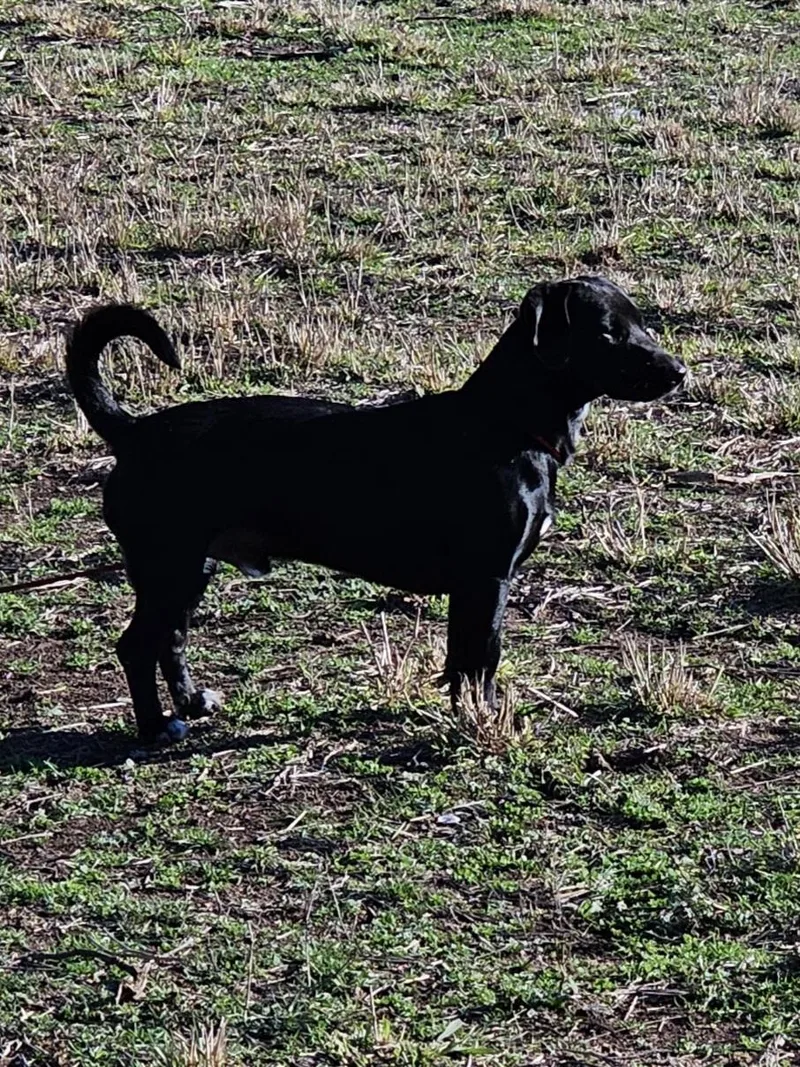 Cooper D thumbnail 5