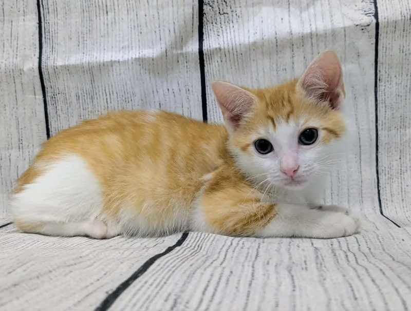 A baby medium-sized female Domestic Short Hair cat named Sweet Potato for adoption in Chesapeake Beach, MD