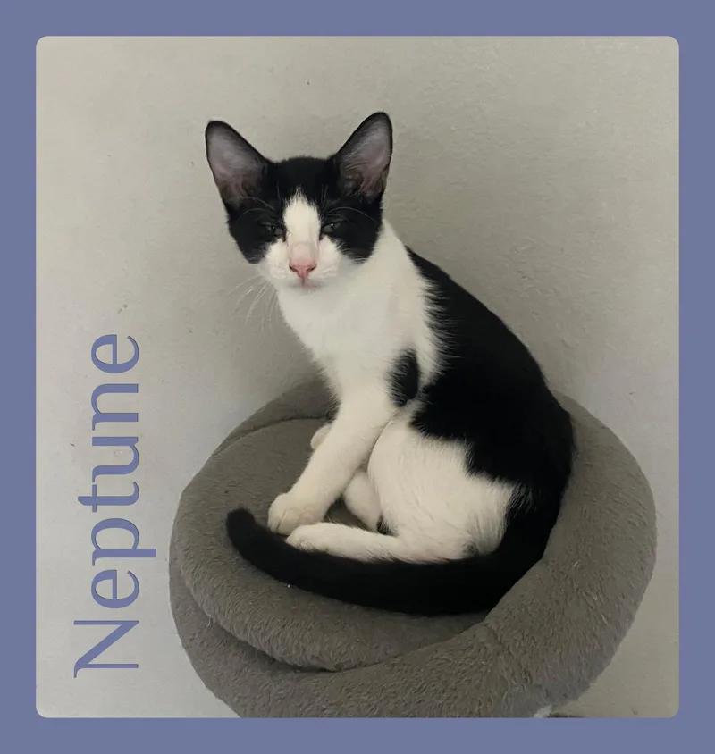 Neptune