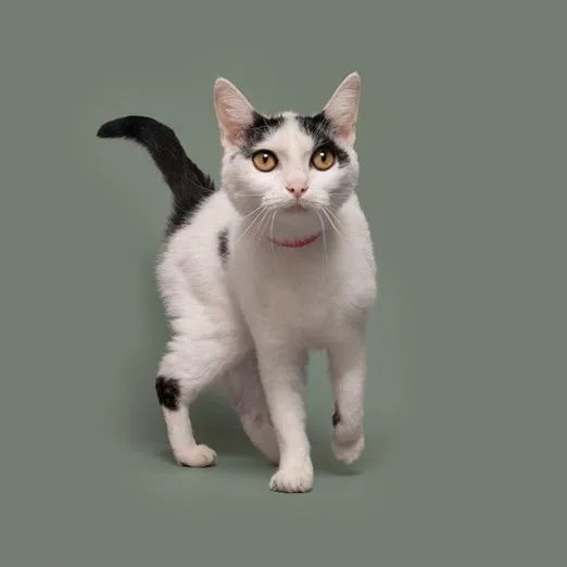 A young small-sized female White Domestic Short Hair cat named Jackie for adoption in Saint Louis, MO