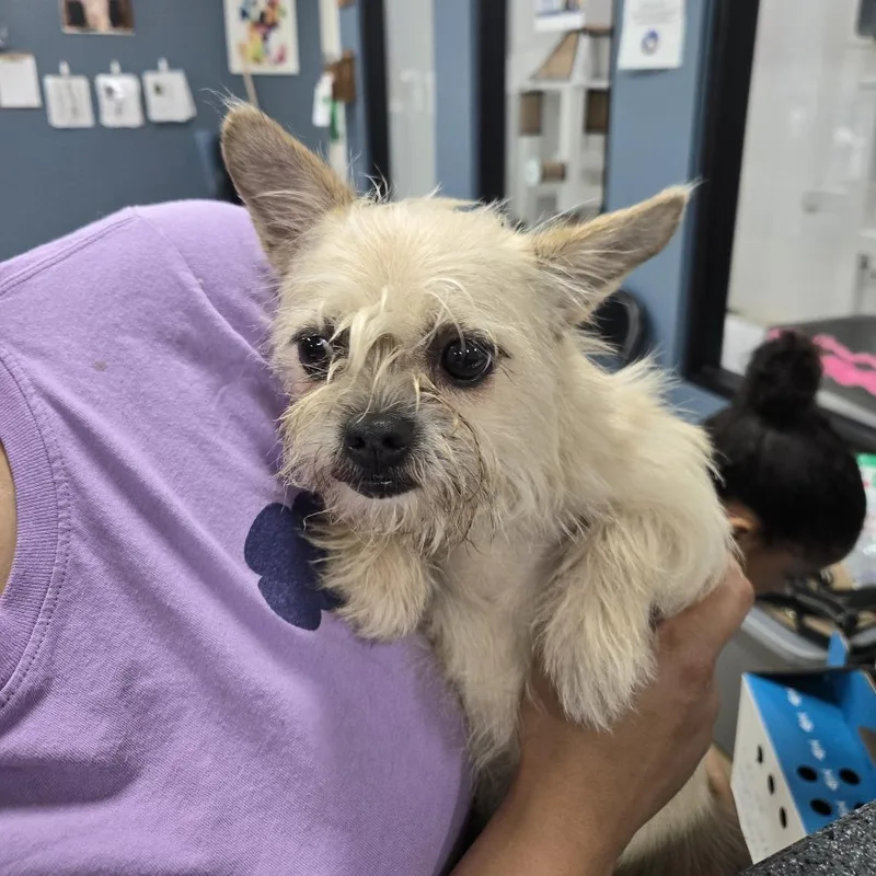 An adult small-sized female White / Cream Rat Terrier dog named Pita for adoption in Newark, NJ