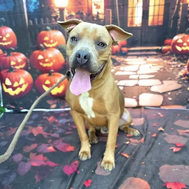 A young large-sized male Pit Bull Terrier dog named Papa John for adoption in Long Beach, CA