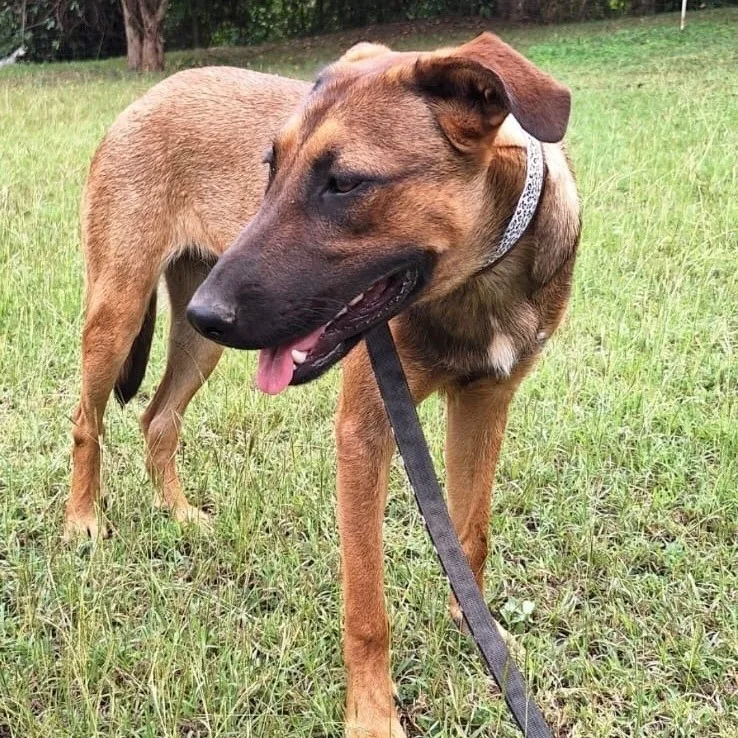 Chester Ray "they Call thumbnail 4