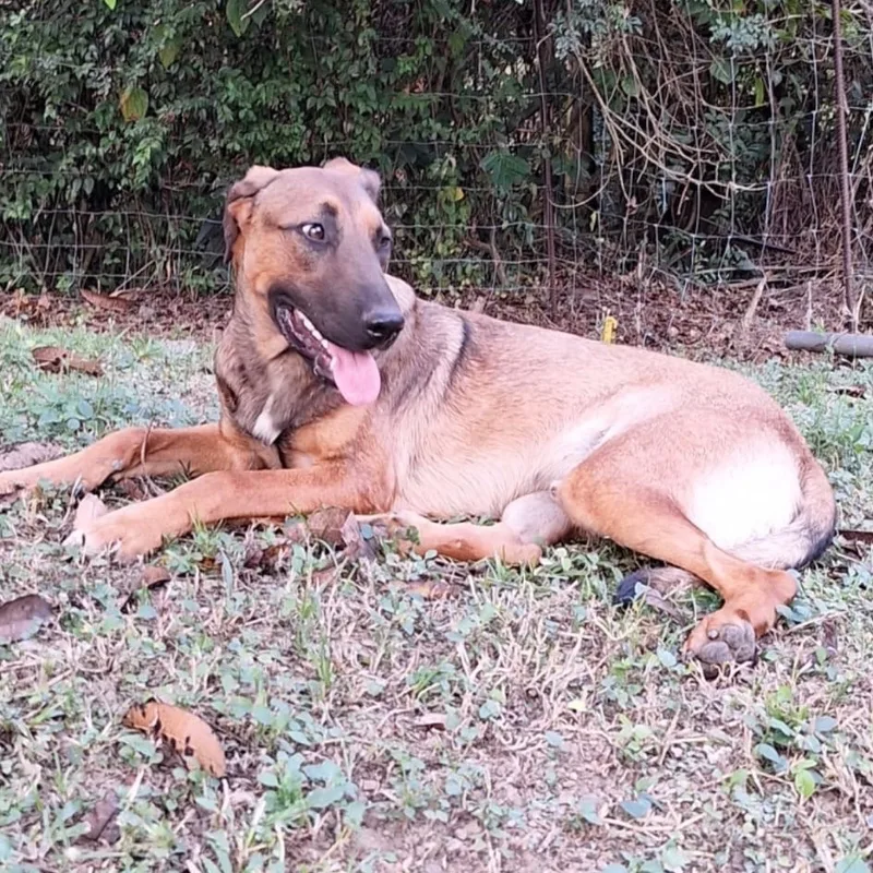 Chester Ray "they Call thumbnail 5