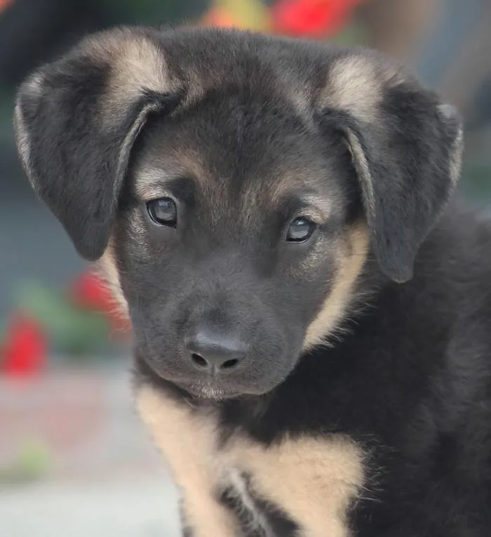 A baby large-sized male Black German Shepherd Dog dog named Taylor Von Teldau for adoption in Los Angeles, CA