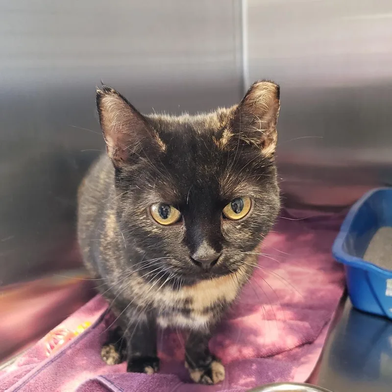 An adult large-sized female Tortoiseshell Domestic Short Hair cat named Charcoal for adoption in Columbia Station, OH