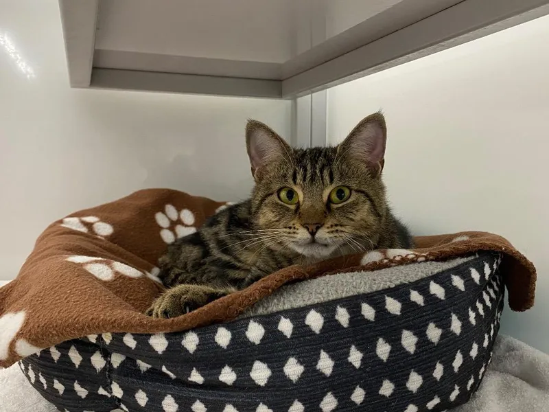 A young medium-sized female Domestic Short Hair cat named Gizzy for adoption in Raleigh, NC
