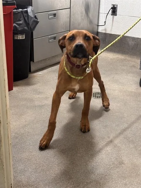 A young small-sized female Pit Bull Terrier dog named Pearl for adoption in Upper Marlboro, MD