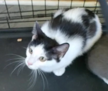 A baby medium-sized female Domestic Short Hair cat named Dana for adoption in West Memphis, AR