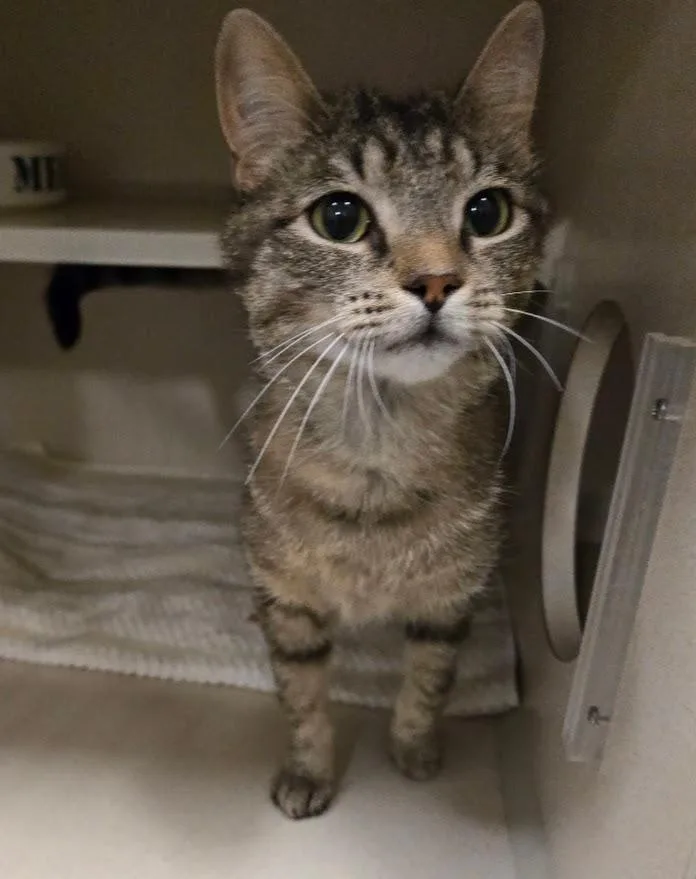 An adult medium-sized female Tabby (Brown / Chocolate) Tabby cat named Starlight for adoption in New Rochelle, NY
