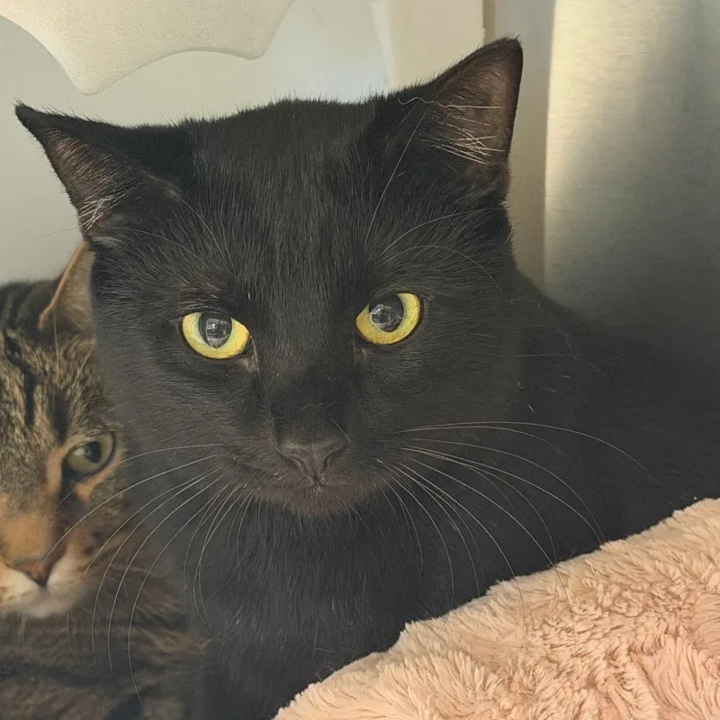 A young medium-sized male Black Domestic Short Hair cat named Bbq for adoption in Waukesha, WI