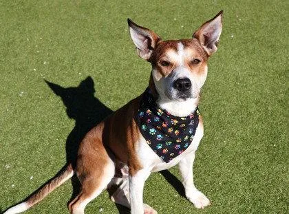 An adult large-sized male Shepherd dog named Pointy Athens for adoption in Rockaway, NJ