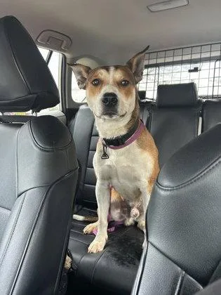 Pointy Athens thumbnail 3