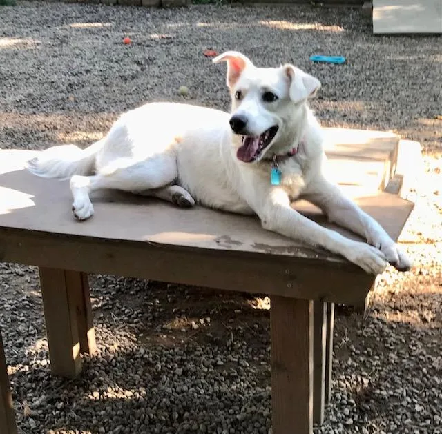A young medium-sized female White / Cream Retriever dog named Maki for adoption in Honeoye Falls, NY