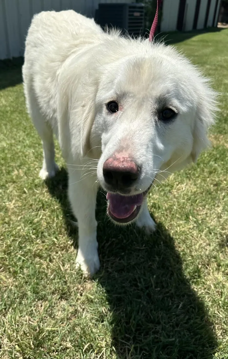 A young medium-sized female White / Cream Great Pyrenees dog named Tara for adoption in Mingus, TX