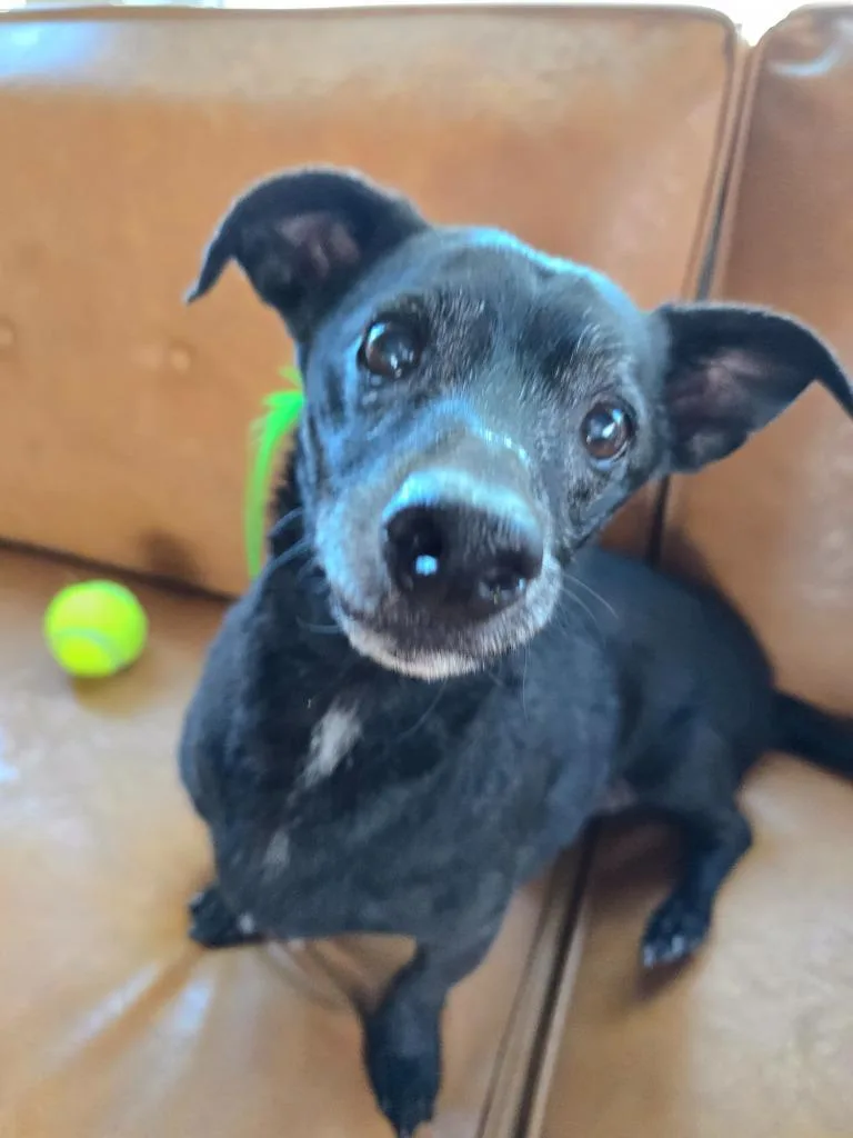 A senior small-sized male Dachshund dog named Zeus for adoption in El Cajon, CA