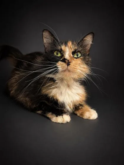 Kiki