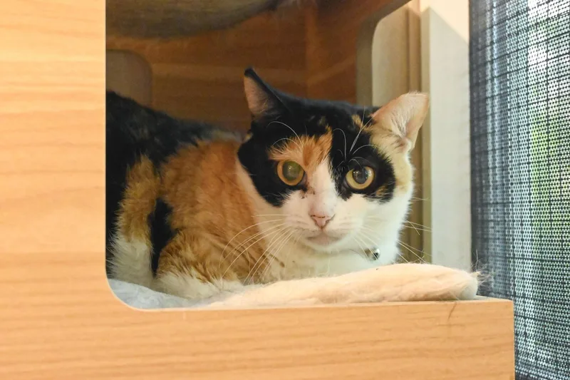 Bumble Bee thumbnail 2