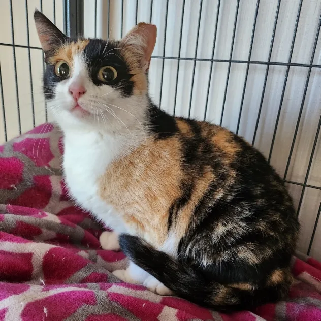 Bumble Bee thumbnail 3