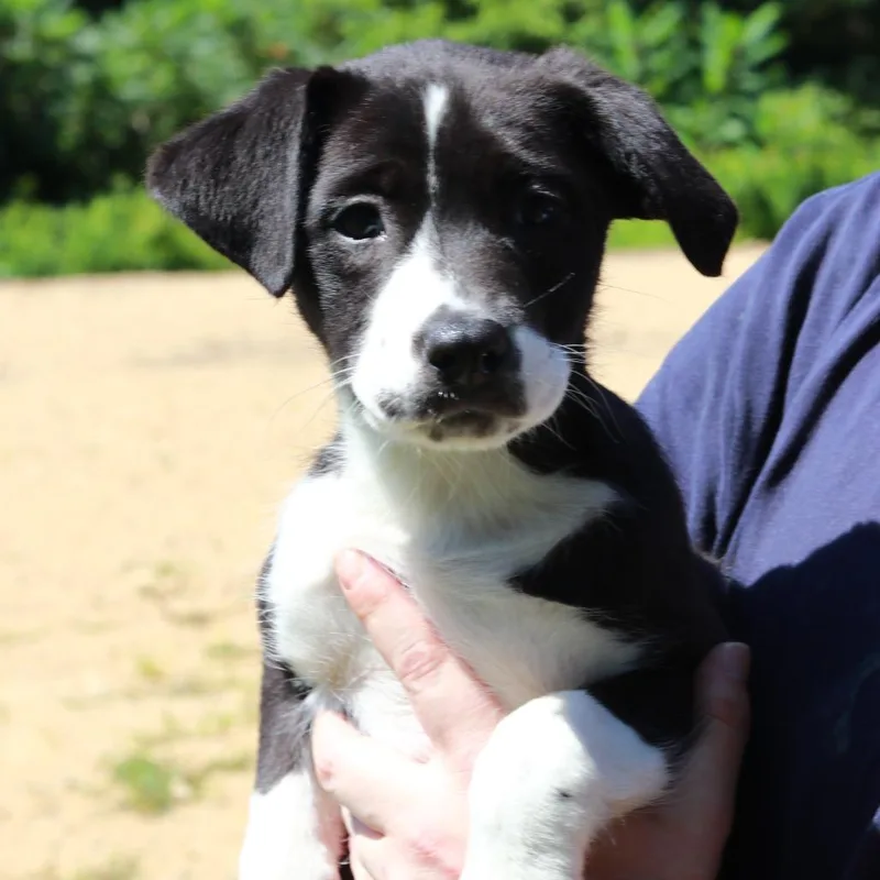 A baby medium-sized female Black Border Collie dog named CT Boop for adoption in Eastford, CT