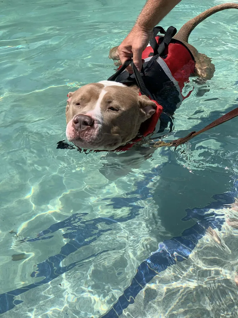 An adult large-sized male Yellow / Tan / Blond / Fawn American Bully dog named Mater for adoption in Douglas, MA