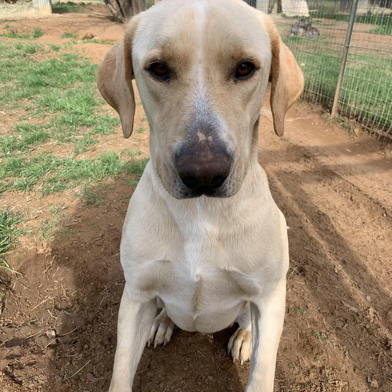 O’hara thumbnail 2