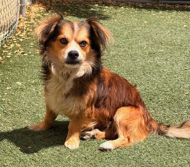 A young small-sized male Cocker Spaniel dog named Carmelo for adoption in Salinas, CA