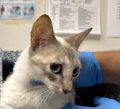 A young small-sized female Domestic Short Hair cat named Trinket for adoption in Naples, FL