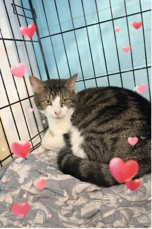 A young medium-sized male Domestic Short Hair cat named Axel for adoption in Warren, OH