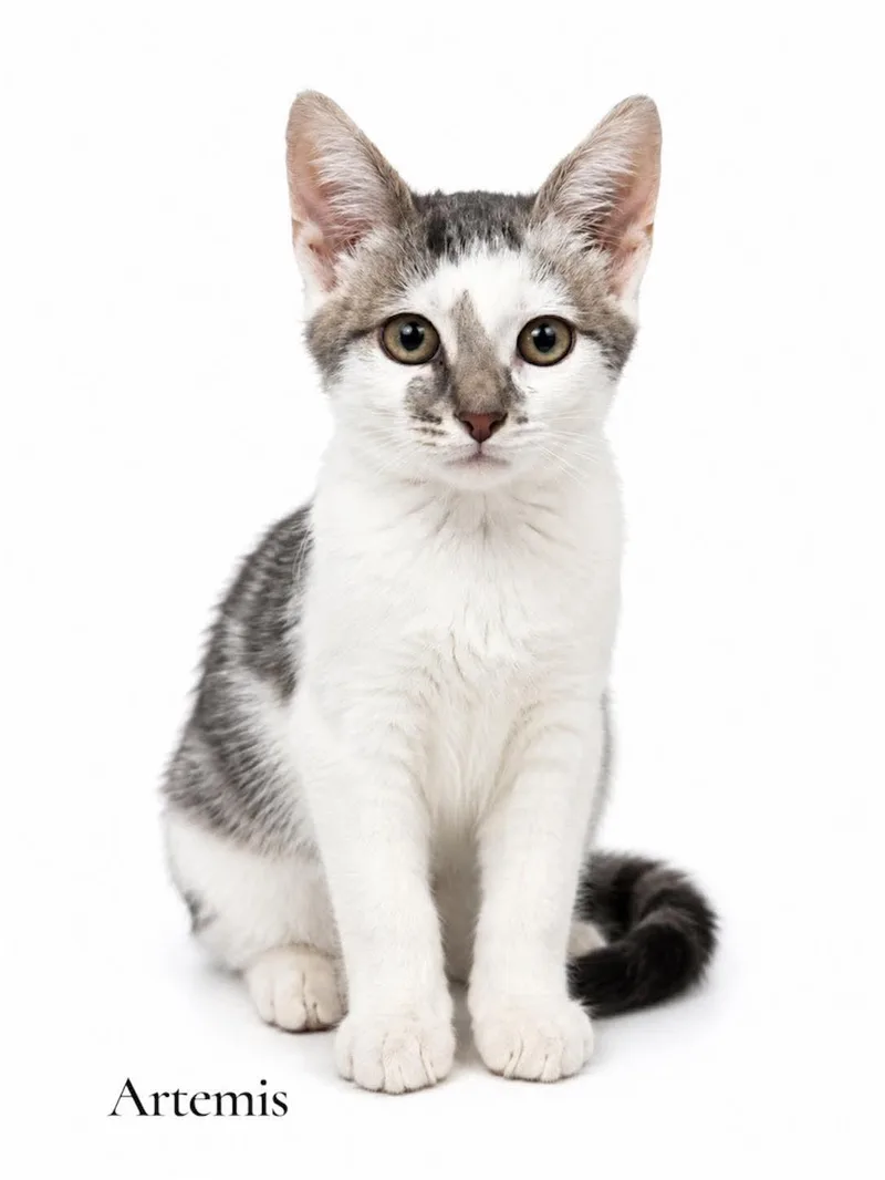 A baby medium-sized female Gray & White Domestic Short Hair cat named Artemis for adoption in Stevensville, MI