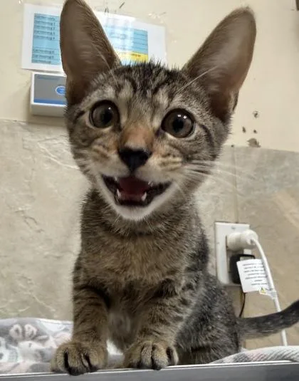 A baby small-sized male Domestic Short Hair cat named Astro for adoption in Honolulu, HI