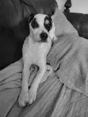 Andy Puppy thumbnail 3